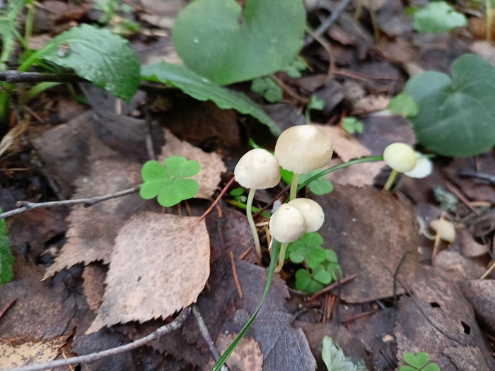 ������ ��� ����������)