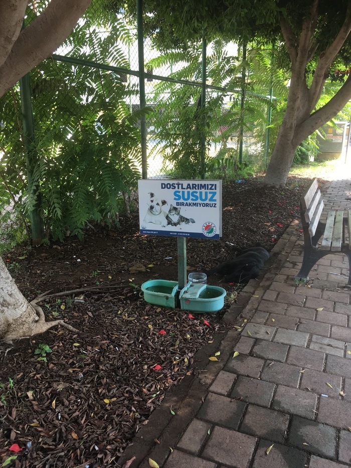 Кормушки для животных на каждом шагу.