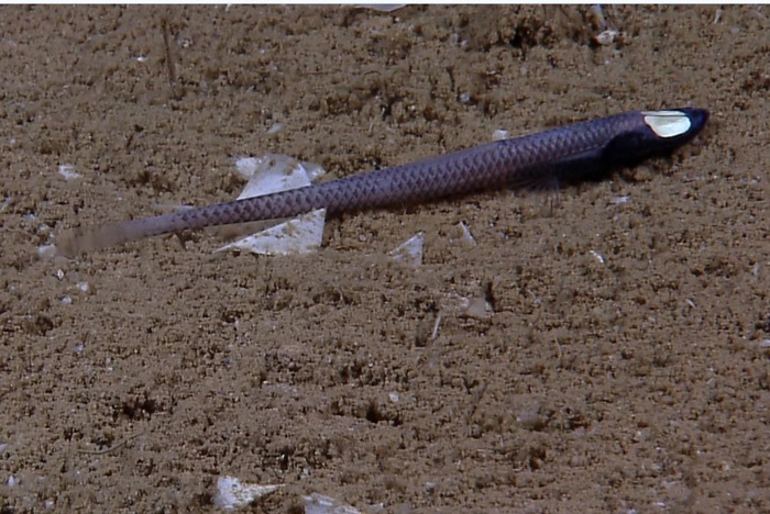  Ipnops.     -  .       // <!--noindex--><a href="https://pikabu.ru/story/megaloftalma_10807017?u=http%3A%2F%2Ffishesofaustralia.net.au&t=fishesofaustralia.net.au&h=4d3696b6075d6ab5776ac9fa6aca1664364bfcbf" title="http://fishesofaustralia.net.au" target="_blank" rel="nofollow noopener">fishesofaustralia.net.au</a><!--/noindex-->