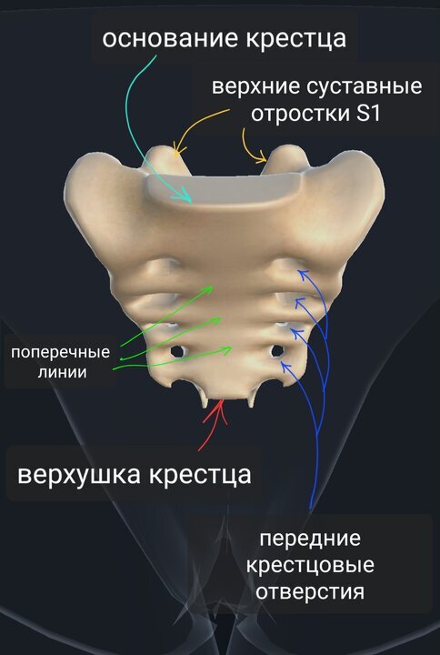 Крестец | Пикабу