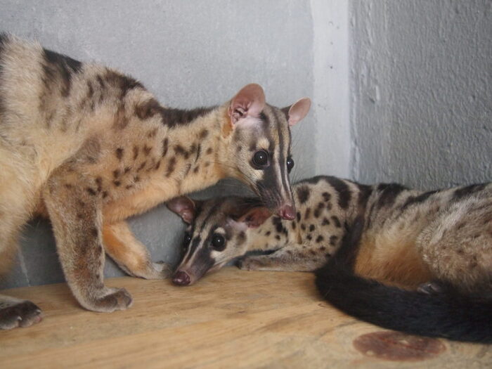 А это как раз производители кофе Копи-лувак, цивета, и тоже представитель семейства виверовых. Ферма по производству кофе, Вьетнам, 2018 год.