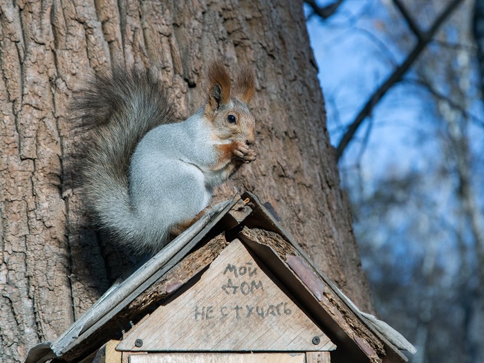 Не любит гостей