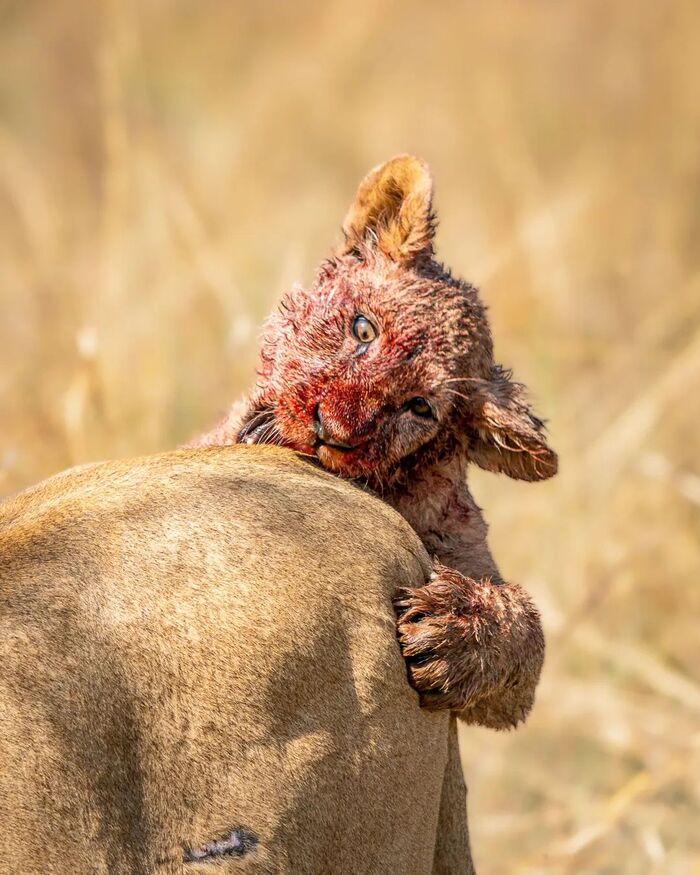 Не на ту напал
