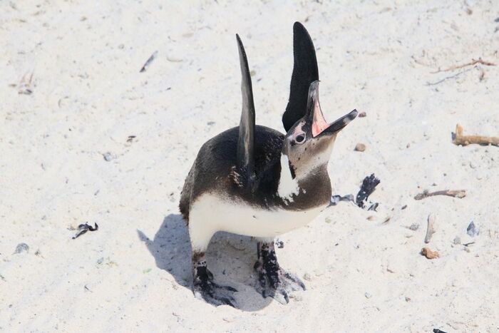 кричащий пингвин