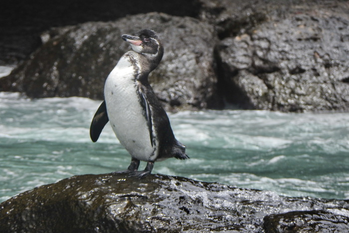 Ответ на пост «А вы знали, что в Африке живут пингвины?» Пингвины, Длиннопост, Путешествия, Туризм, Эквадор, Галапагосские острова, Видео, Ответ на пост