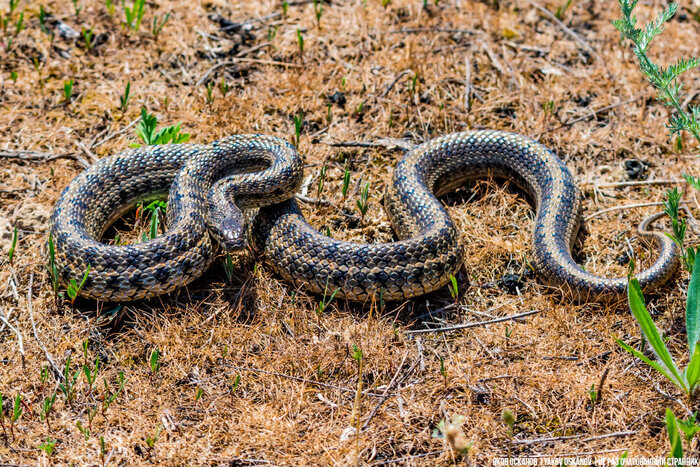 Финальный кадр. Красавец!