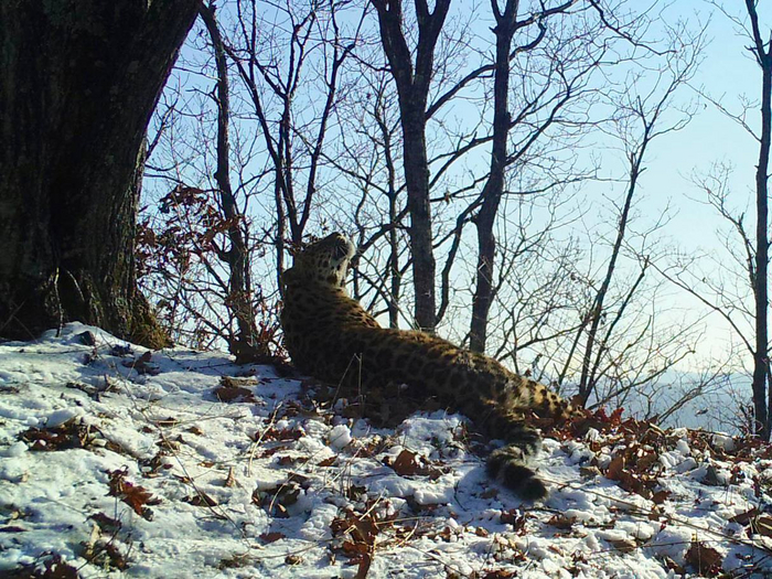 Молодому леопарду сейчас около четырёх лет