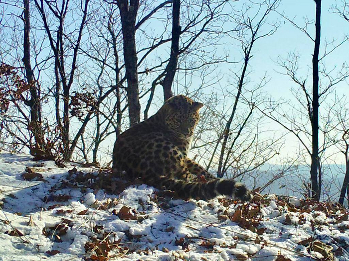 Он фиксируется в самом сердце «Земли леопарда», в центральной части национального парка, недалеко от села Барабаш