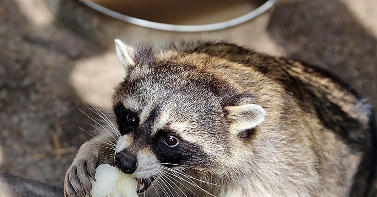 Енот воришка. Дикий енот. Дикие еноты в Краснодарском крае. Енот ест