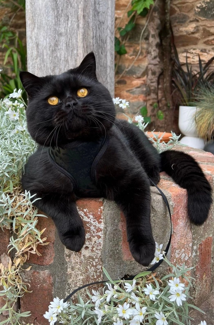 Бегемот, это ты? Кот, Толстые котики, Из сети, Кот Бегемот, Длиннопост, Черный кот, Фотография