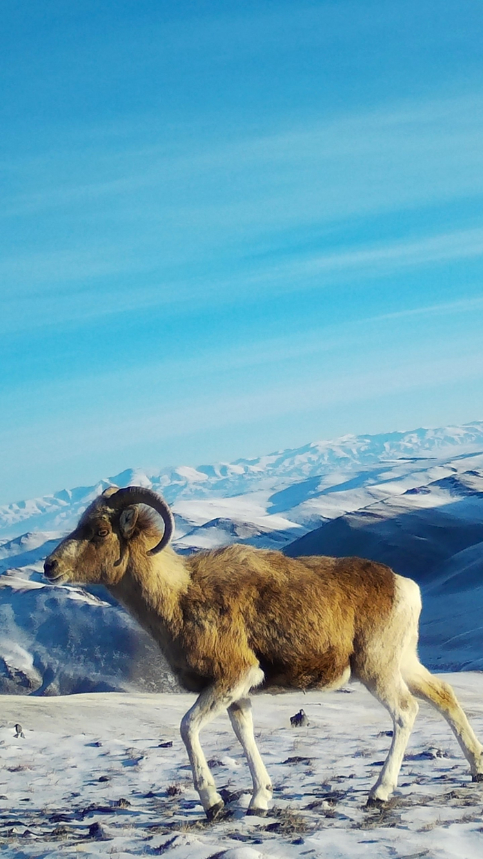Самка - баранья мамка. Смотри, не перепутай!..