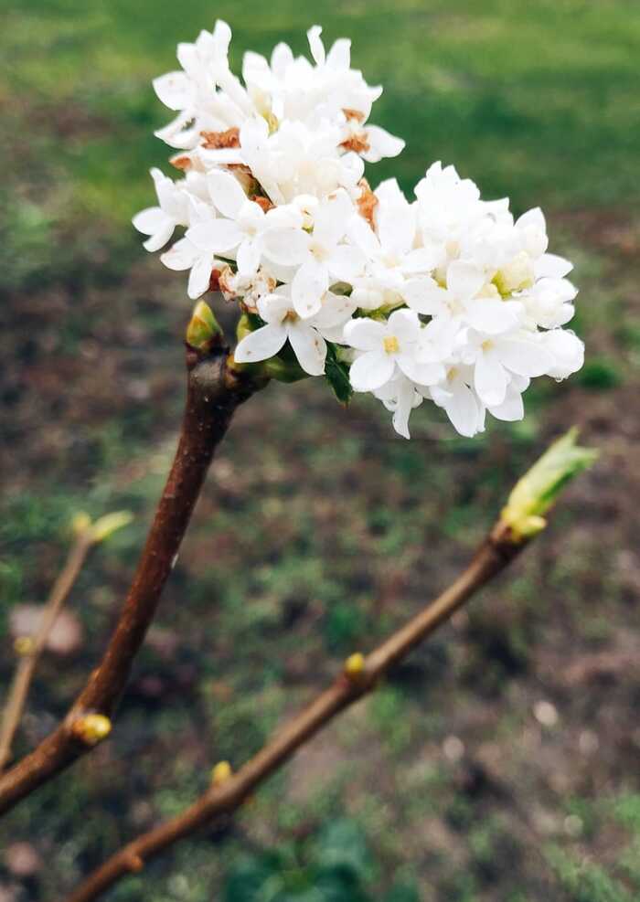 ��� ����� ������