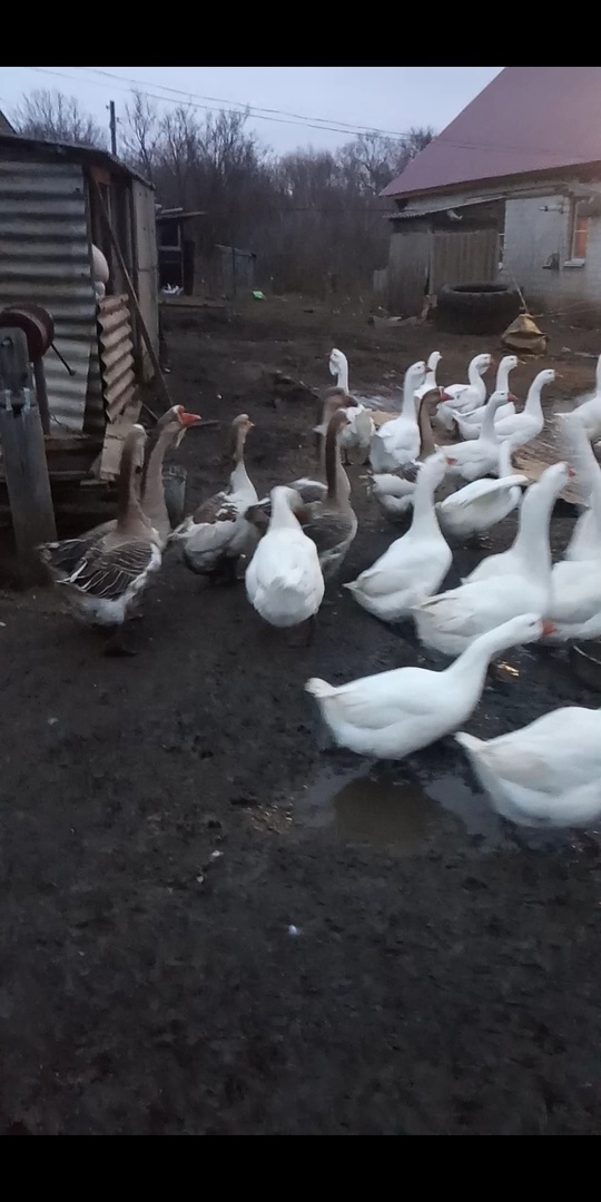 ��� �� ����� ����� ��������