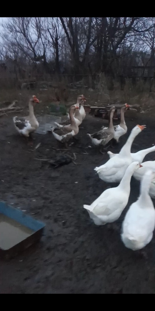 ��� �� ����� ����� ��������