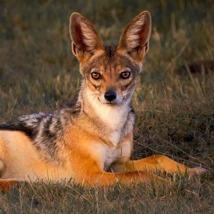 Чепрачный шакал.