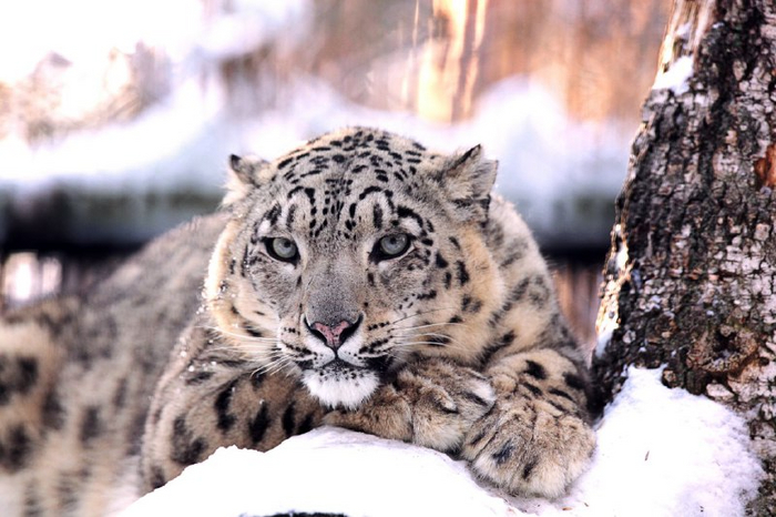 Снежный барс. Зоопарк. Фото: Рафаэль Кетцян