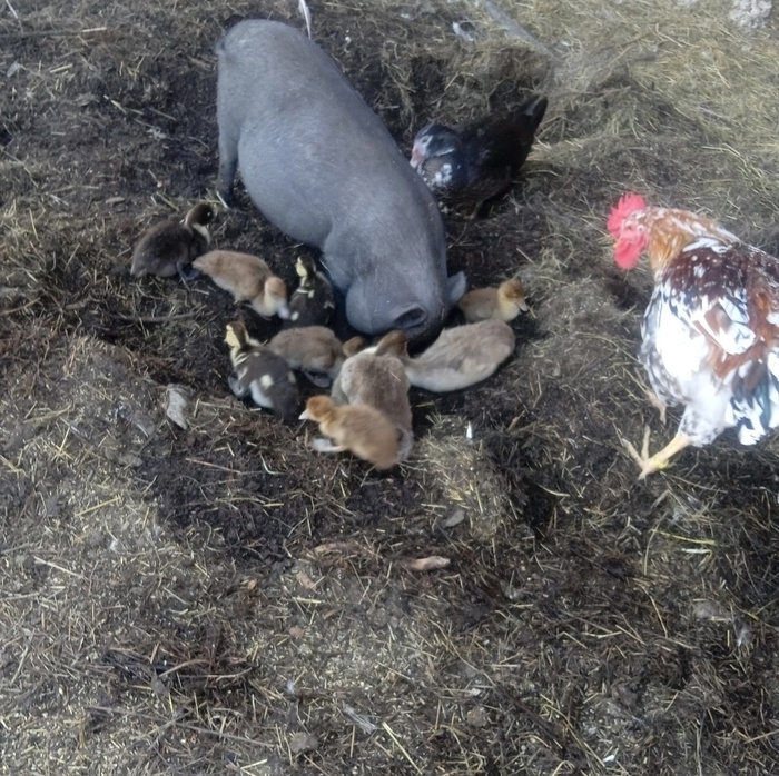 Веселая ферма: индоутки