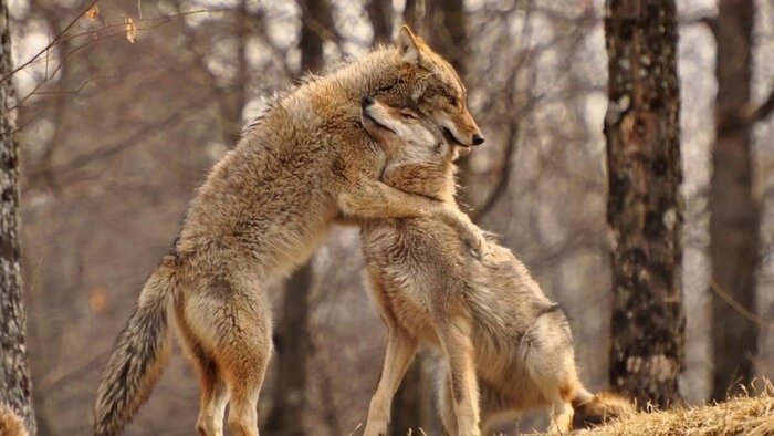 Дай, обниму тебя покрепче