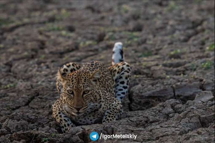 Что может привлечь хищника на выжженой потрескавшейся земле?
Конечно же отсутствие насекомых!