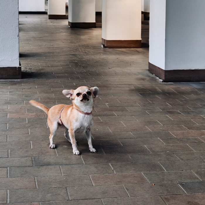 Собаки на улице 12