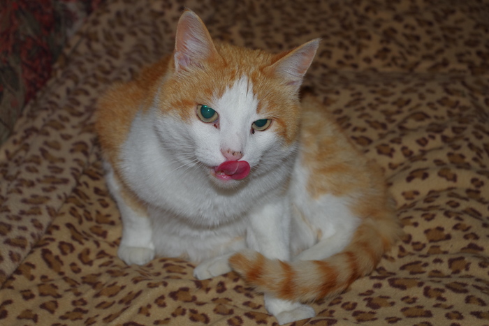 Рыжик нашел себе дом и живет у меня именно с помощью ПИКАБУ. При помощи неравнодушной пикабушницы. И не надо вот этого "есть профильные сайты, надоели заберите котика."