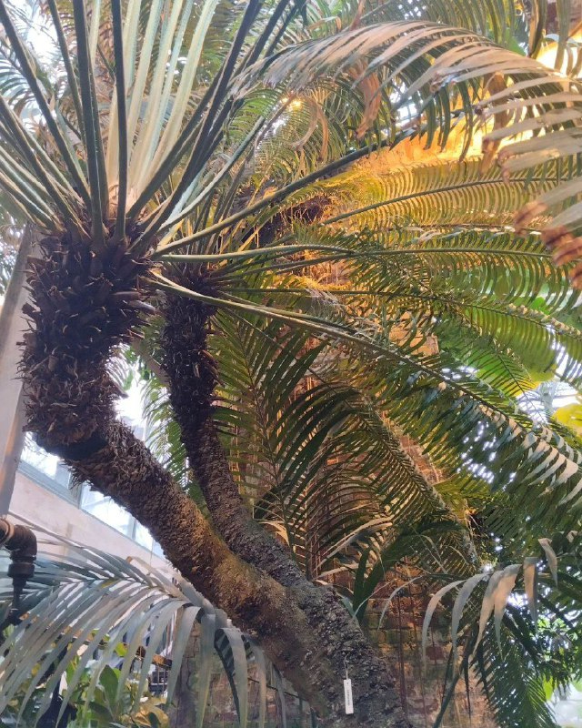    -   200-   (Cycas circinalis)