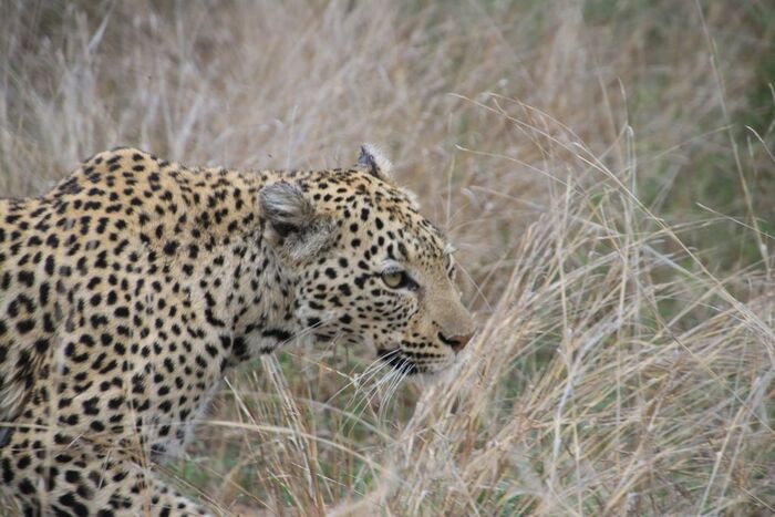 А это уже леопард в дикой природе, Национальный парк Крюгера, ЮАР, октябрь 2023