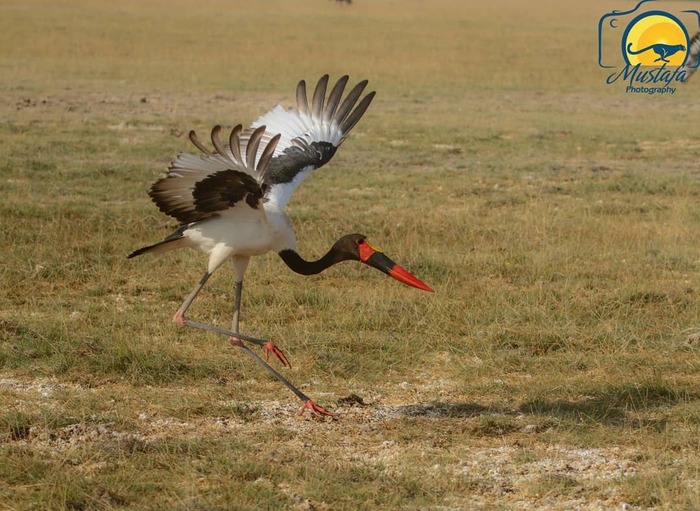Седлоклювый ябиру