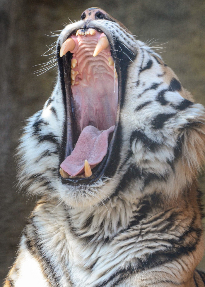 Завтракоприёмник