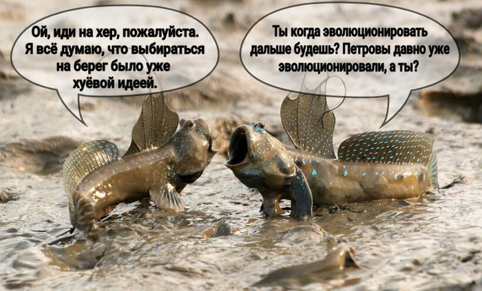 И снова об эволюции
