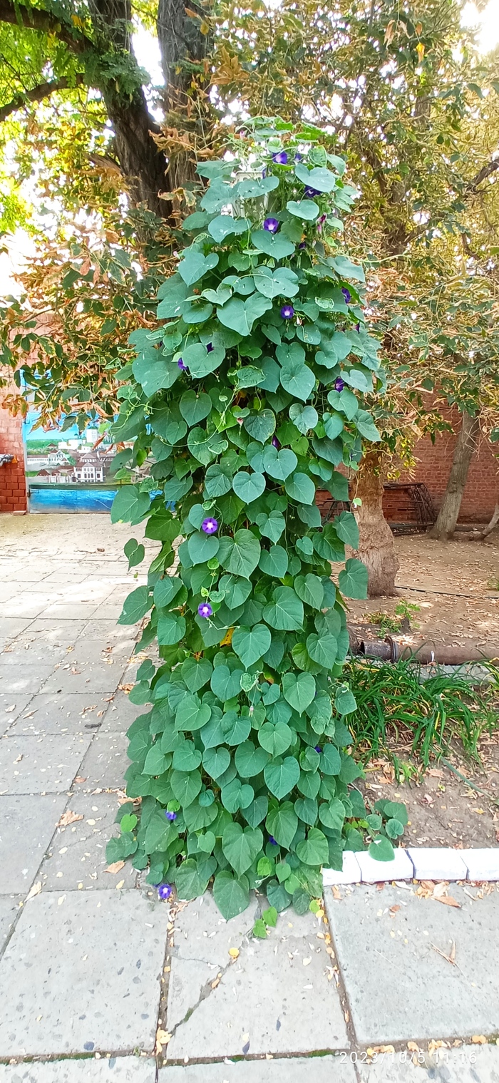 Цветы во дворе