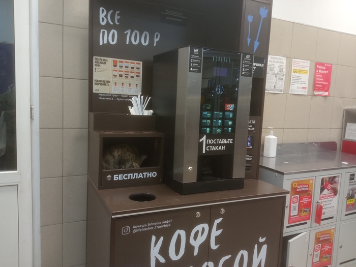 Живу тут, бесплатно