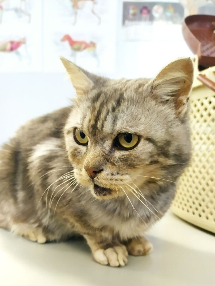 Котик Василий (5 лет) шотландской породы срочно ищет добрую заботливую семью, готовую заботиться о нем и взять на себя ответственность за него. Вася был домашним котом, но его выгнали на улицу. Василий привит, стерилизован, обработан от паразитов