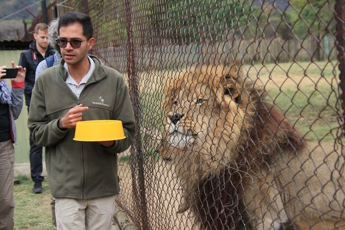 Рядом с вольером со львами