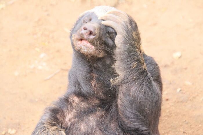 но постоянно думает, что же ему еще такого сотворить