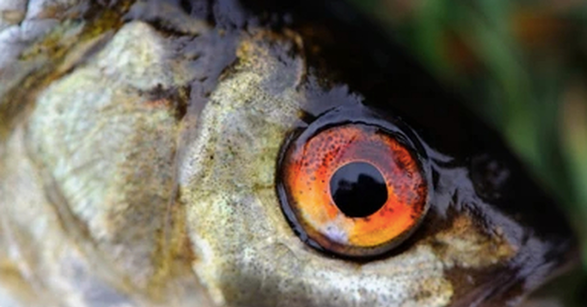 Ем глаза рыбы. Глаз рыбы. Глаз рыбы крупно. Рыбий глаз рыба. Глаза окуня.