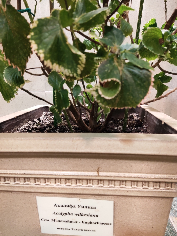 Это очень редкое растение, Акалифа Уилкса, с островов в Тихом океане, больше нигде не растёт, есть в коллекции Оранжереи Царицыно. Листья вихреобразной формы, как винты, "выкручиваются" из почки.