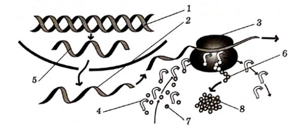 Биосинтез белка егэ биология