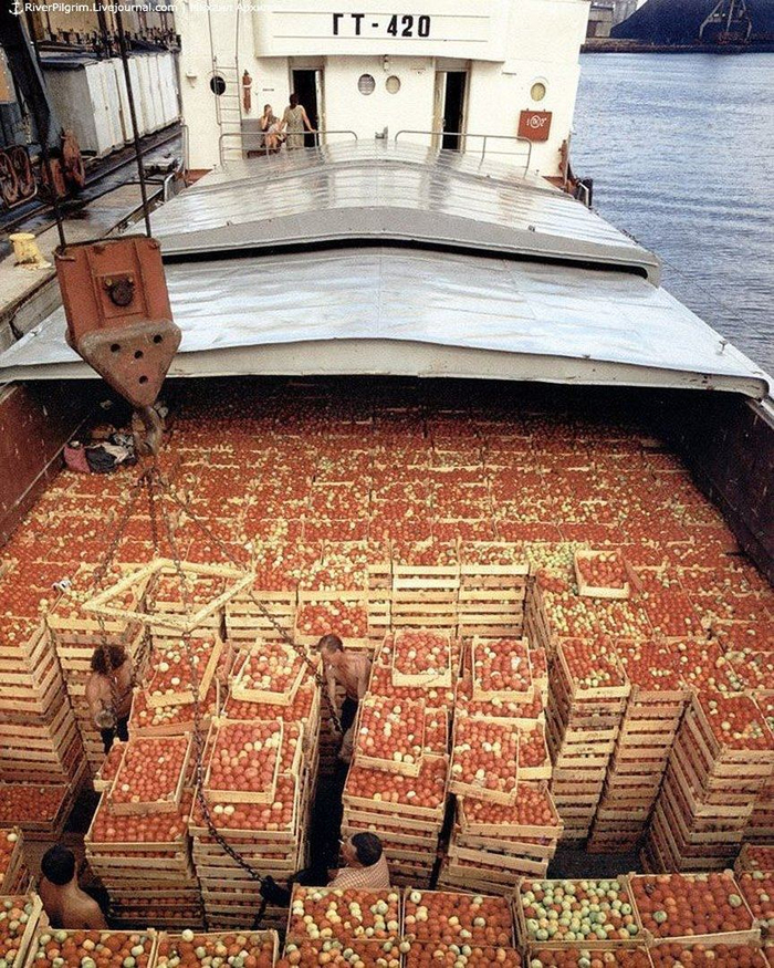 Яблочное изобилие