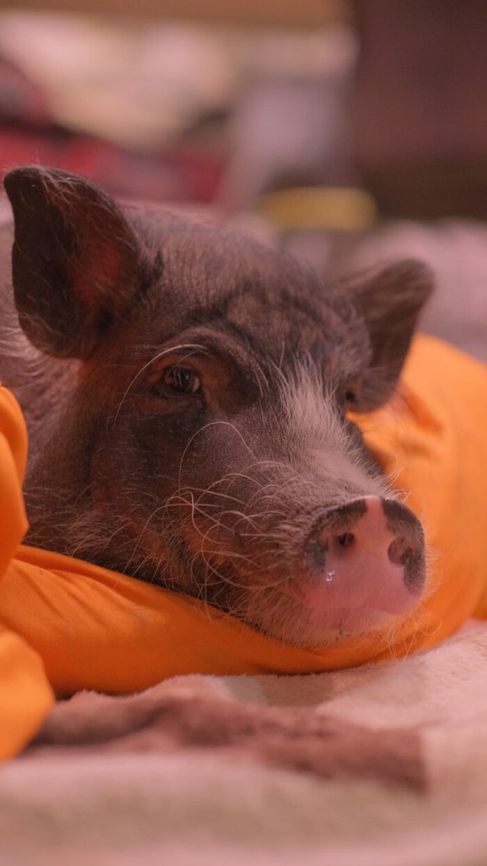 Лежу, думаю чтобы такого натворить