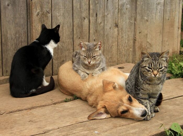 Свой среди чужих