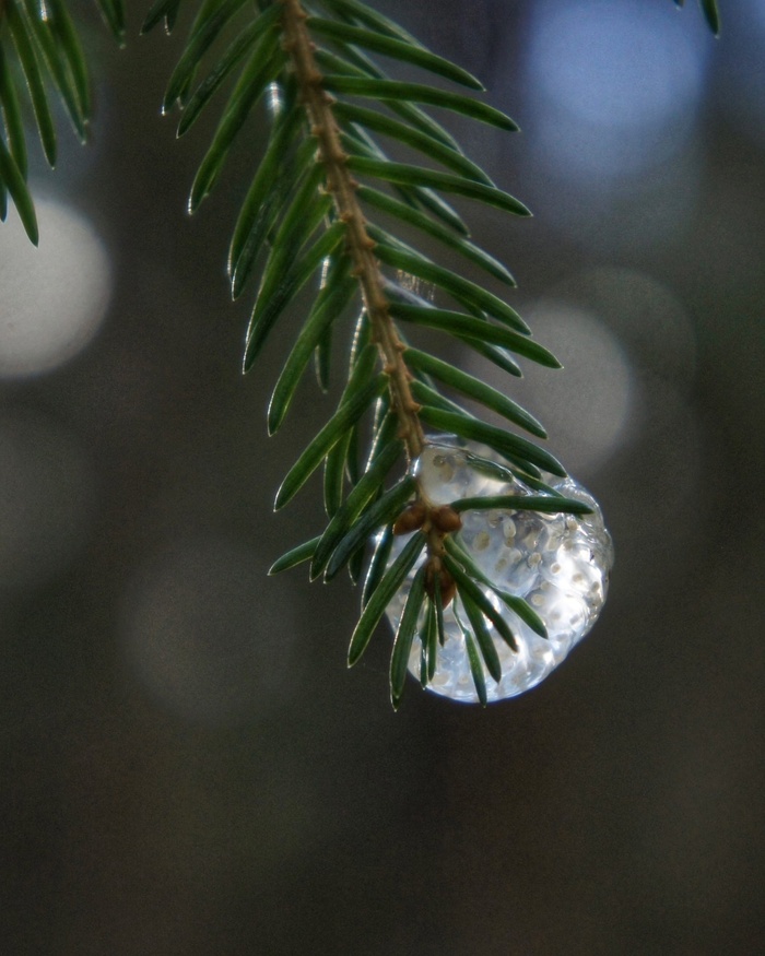 Яйца ручейника на ели в окрестностях Санкт-Петербурга, примерно 21.07.2022г., фотография Полярная крачка (Лена, <!--noindex--><a href="https://pikabu.ru/story/ikra_na_yolkakh_10838629?u=https%3A%2F%2Fvk.com%2Fsternaparadise&t=https%3A%2F%2Fvk.com%2Fsternaparadise&h=bbbbcc13d6bb6a3ed5e8d91c6ac5d0df15e0fac5" title="https://vk.com/sternaparadise" target="_blank" rel="nofollow noopener">https://vk.com/sternaparadise</a><!--/noindex-->), предположительно Northern Caddisfly, но есть версии что Glyphotaelius pellucidus