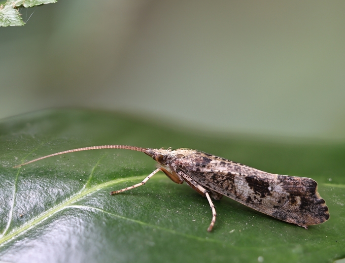 Glyphotaelius pellucidus, фото - Yvonne Bloch, Брабранд, Дания