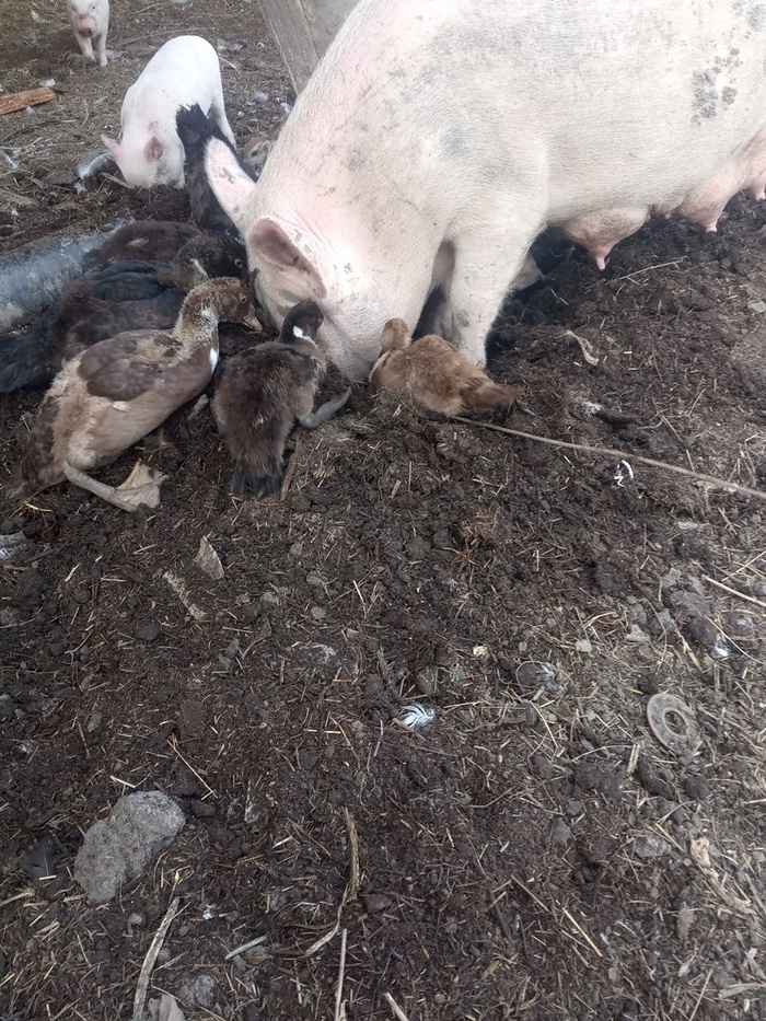 Веселая ферма: индоутки