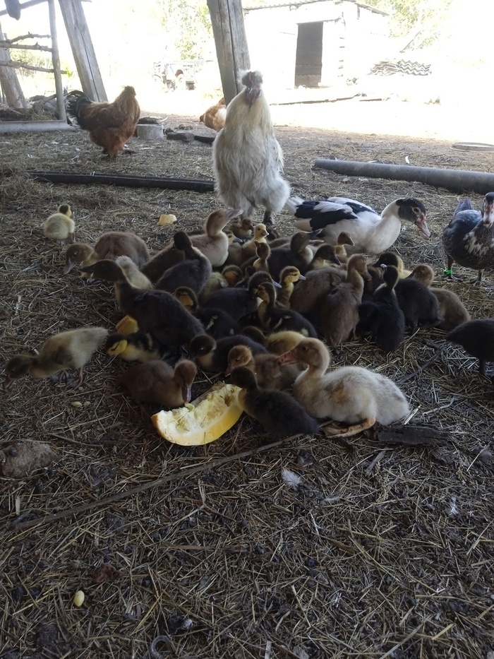 Веселая ферма: индоутки