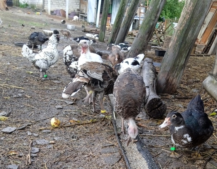 Веселая ферма: индоутки