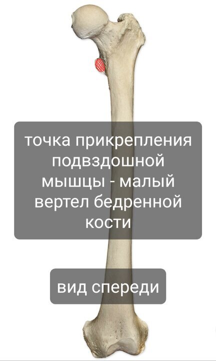 Подвздошная мышца | Пикабу