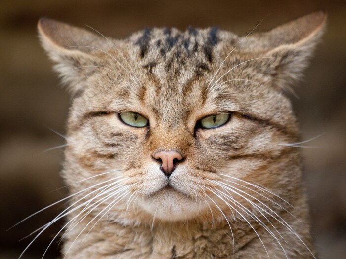 Расцветка шерсти того кота.