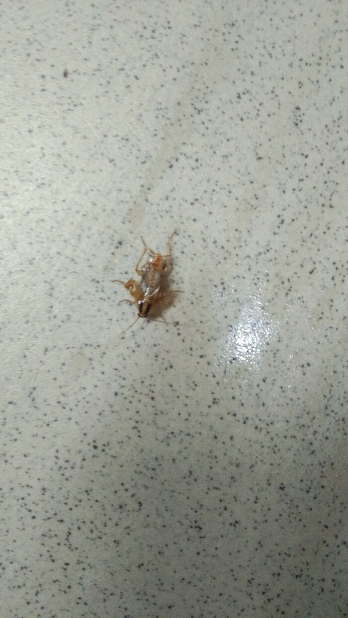 �������� ��������