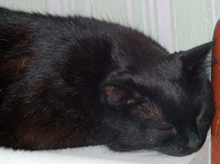 Бидоня, мой зам по АХЧ. (партийная кличка "черный душитель")Все лето обороняет деревню от мышей. Профессионально.